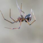 A spider on a web which is part of the best way to get rid of spiders