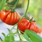 Tomatoes like these have certainly been grown using the best way to plant tomatoes