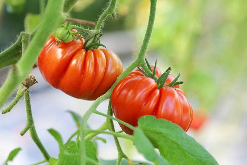 Tomatoes like these have certainly been grown using the best way to plant tomatoes