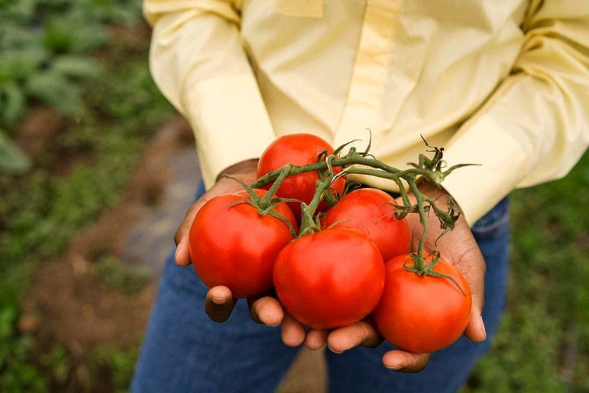 A hand holding 5 tomatoes  