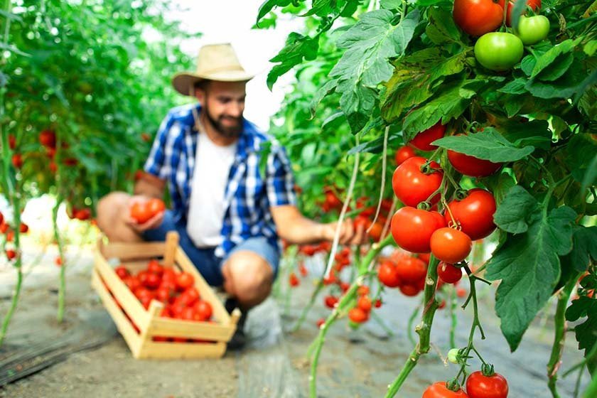 A man collects tomatoes in a box