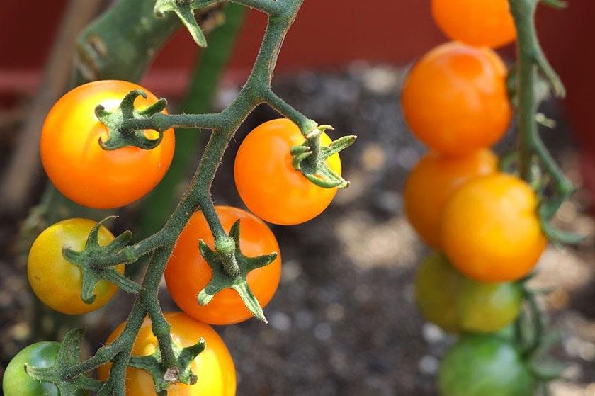 Unripe cherry tomatoes