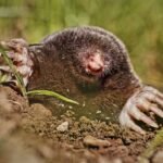 A close-up photo of mole and one of the best way to kill moles