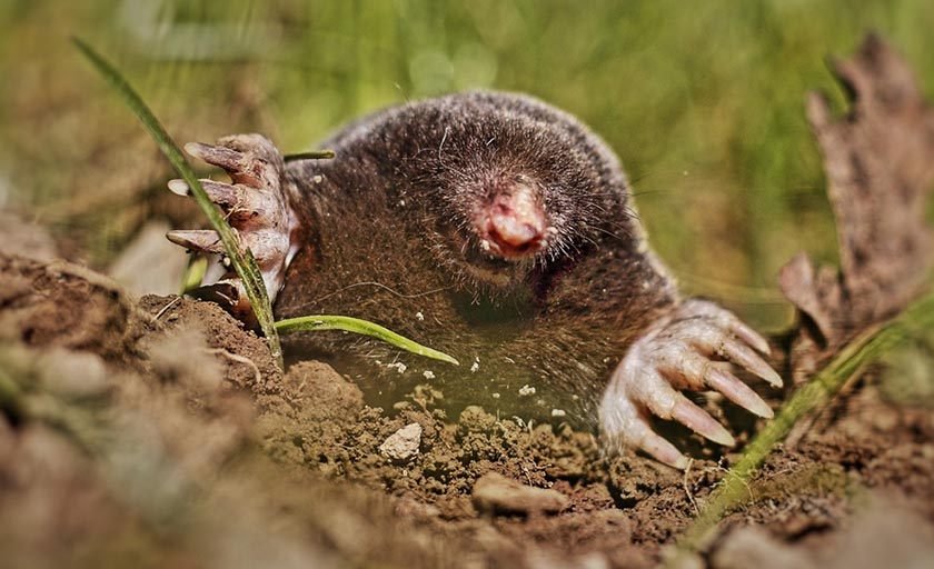 A close-up photo of mole and one of the best way to kill moles