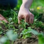 A woman performs the best way to kill weeds in lawn