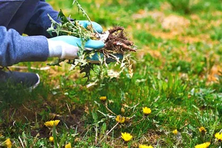 A man with gloves removes weeds