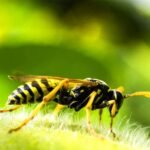 A close-up photo of a wasp which is part of the process of the best way to get rid of yellow jackets