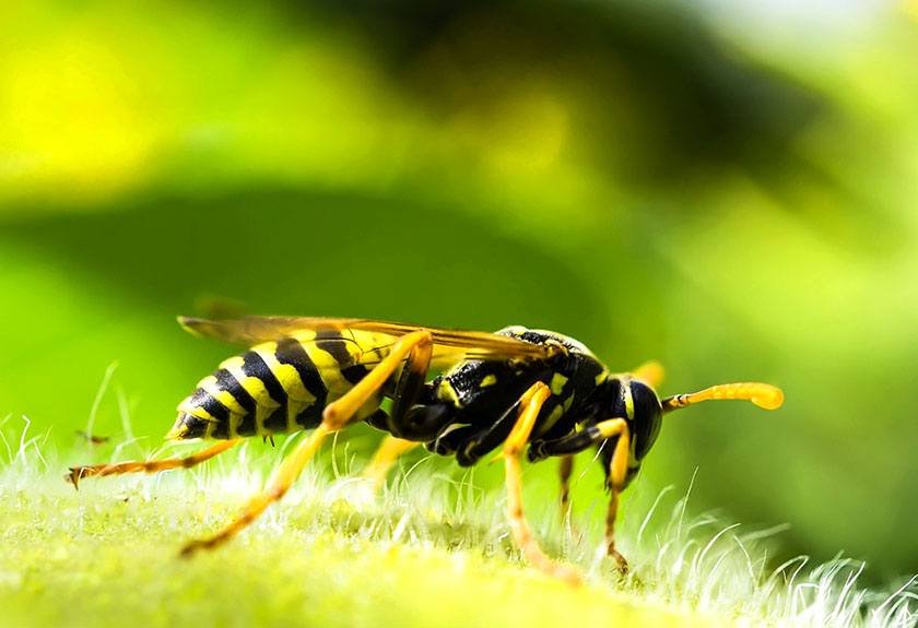 A close-up photo of a wasp which is part of the process of the best way to get rid of yellow jackets