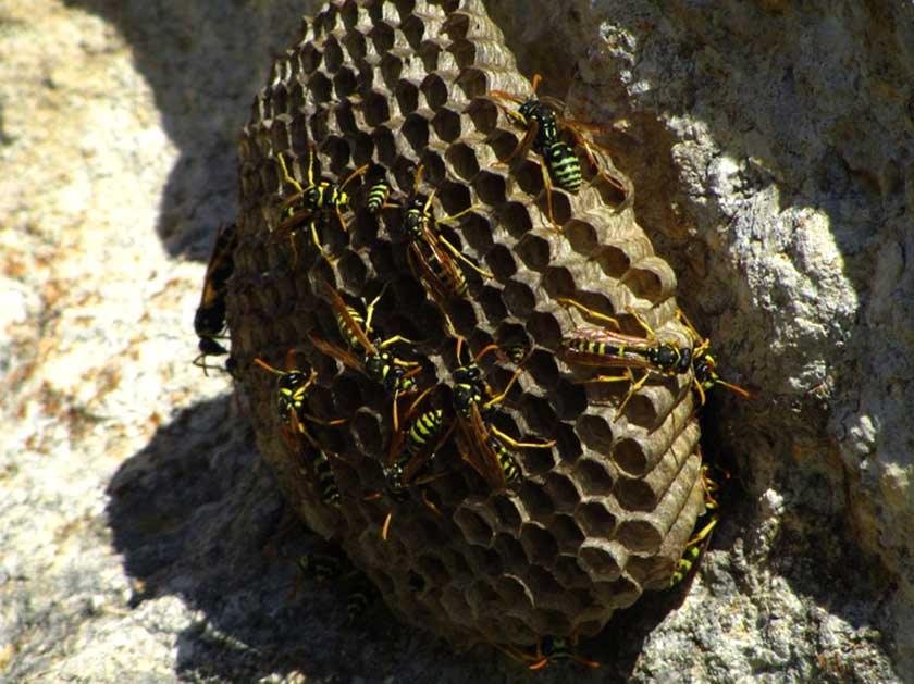 A yellow jackets nest