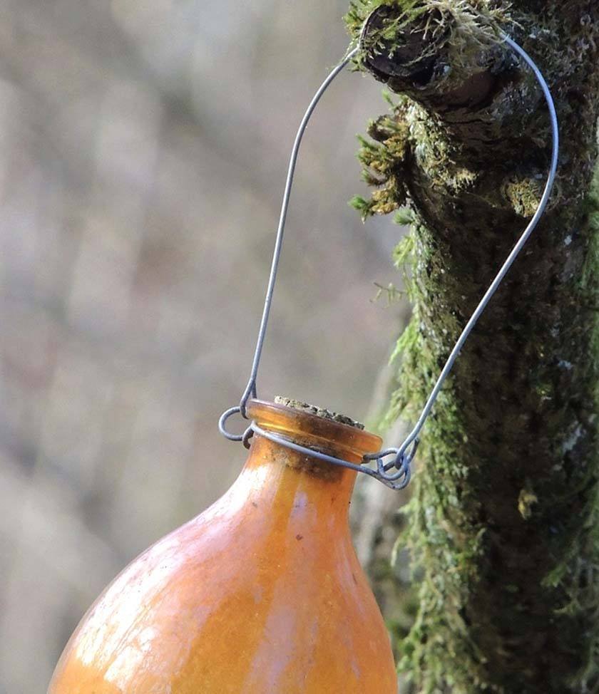 A yellow jackets trap hung on a tree