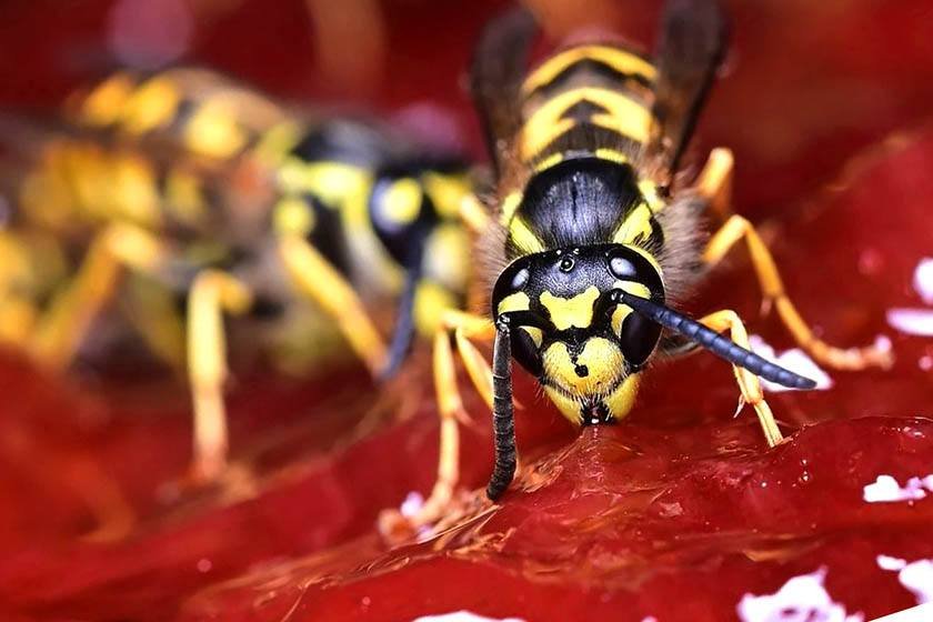 Very close photo of a wasp sucking a fruit