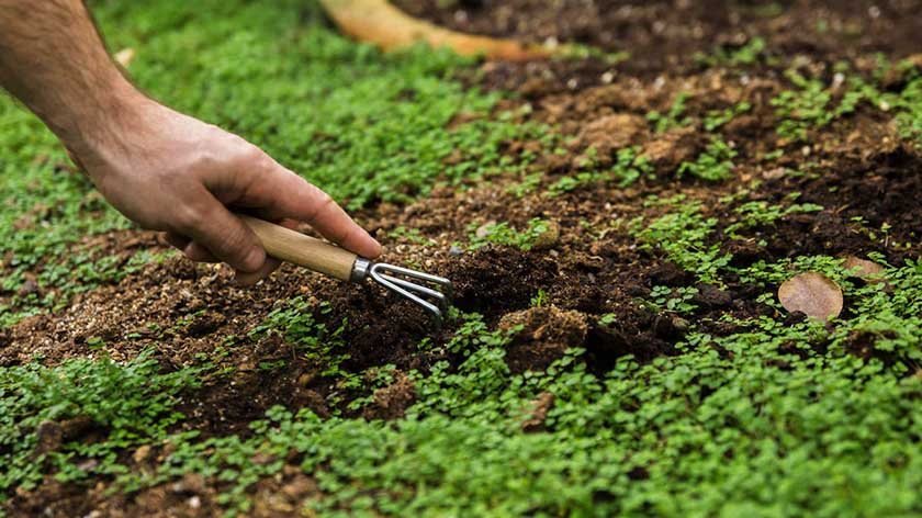 A man's hand with a tool plows the soil to prevent grass from sprouting