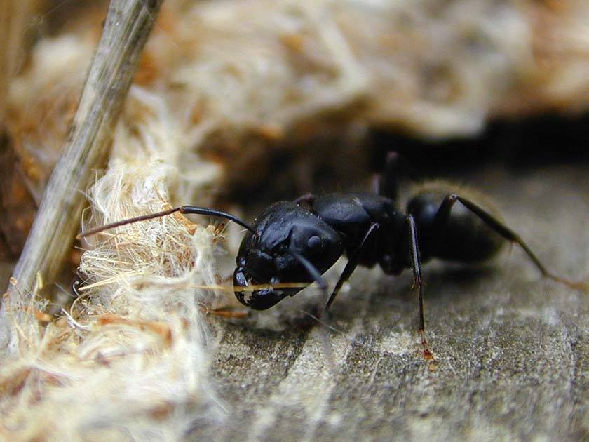 An ant on a wooden board is part of the plan for the best way to get rid of carpenter ants