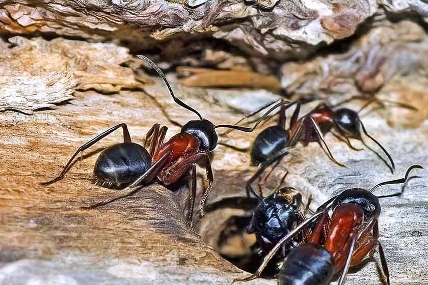 A few ants in a wooden environment