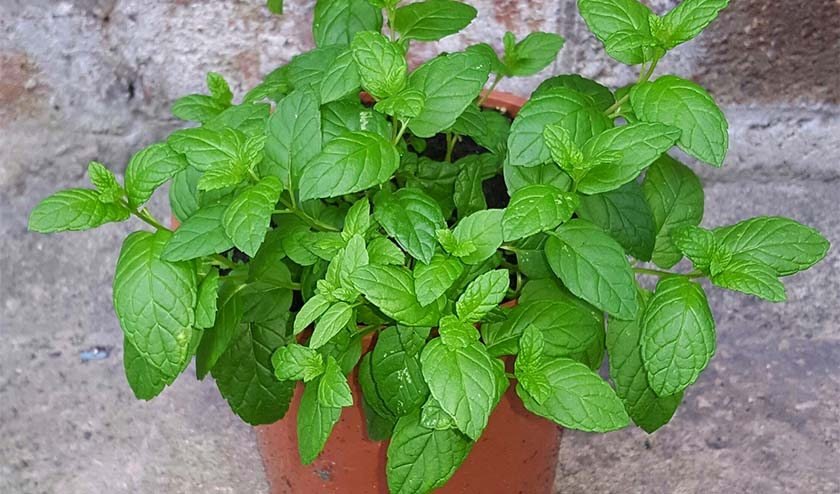 Mint in a pot