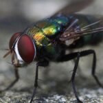 A fly on a surface which is part of the process on the best way to get rid of flies