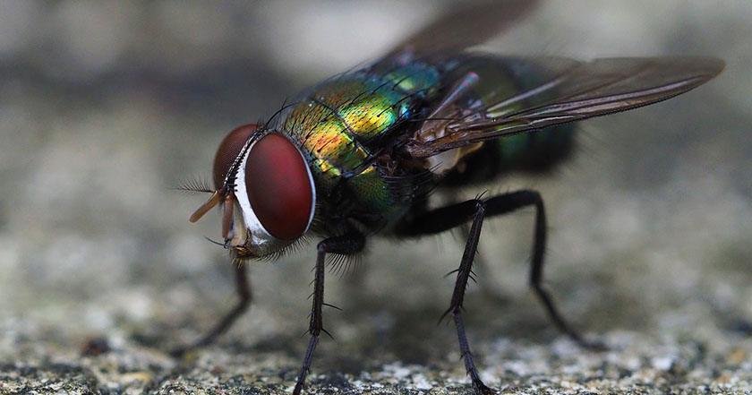 A fly on a surface which is part of the process on the best way to get rid of flies