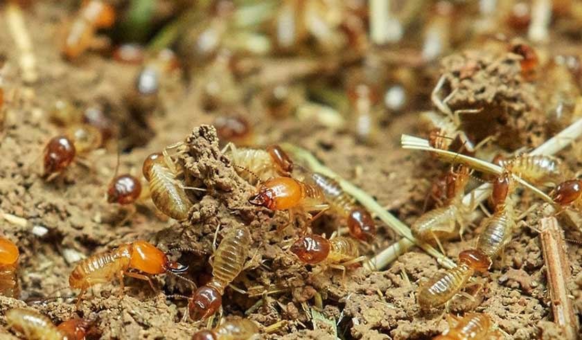 Termites in the soil are part of the process for the best way to get rid of termites