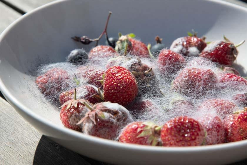 A plate of moldy berries