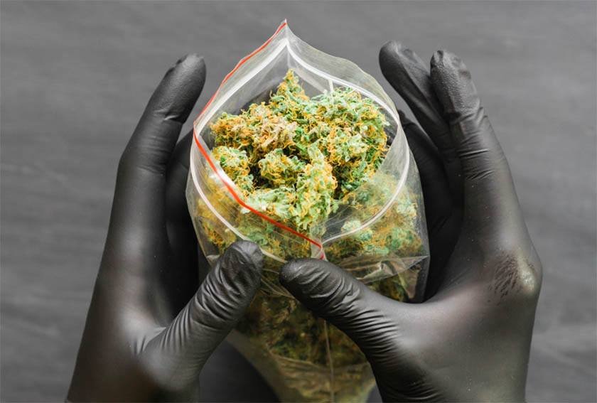 A man with black gloves opens a zip bag full of weed which is the best way to store weed